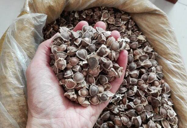 辣木籽的功效與作用有很多，但這5類人群不適合食用