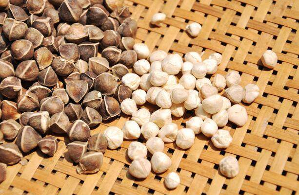 辣木籽的功效與作用有很多，但這5類人群不適合食用