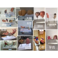 對(duì)比模型仿真器官   模型宣傳教育   對(duì)比吸毒后器官