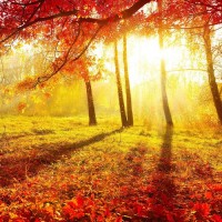 熱點,金犀牛期權不正規內幕,被騙虧損慘重背后真相曝光