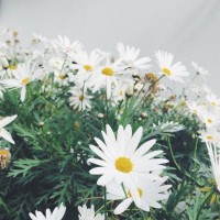 LXM不正規！受害者親述虧損過程！真相告誡大家！