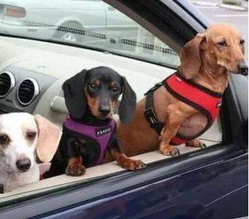 女司機注意了！往后副駕駛放這個，交警查到扣3分罰款200元