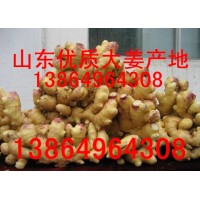 山東生姜種子批發(fā)價(jià)格