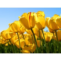 海南熱帶農產品騙局解析!操作虧損真相被騙大揭秘