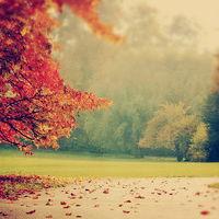 真相揭露IFDC不正規(guī)內(nèi)幕！揭露騙局真相本人親身經(jīng)歷告誡