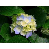 博易大師閃電手被騙虧損50萬真實(shí)經(jīng)歷披露,血汗錢已成功要回