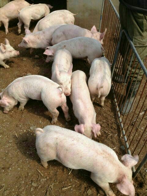 QQ圖片20160927155044