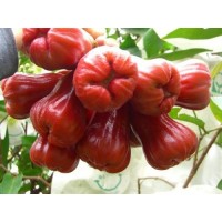 深圳進口泰國榴蓮報關公司泰國水果清關