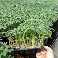 民權(quán)西紅柿育苗廠 硬粉西紅柿種苗基地