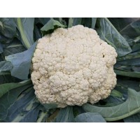 重慶育菜花苗基地 青梗有機松花菜苗