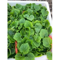 池州嫁接黃瓜苗基地 秋延黃瓜育苗廠家