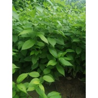 杜仲小苗價(jià)格 1公分2公分杜仲小苗8元