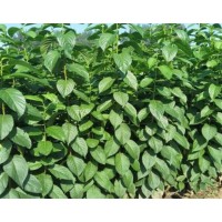 米徑2公分杜仲多少錢 3公分4公分杜仲價(jià)格走勢(shì)