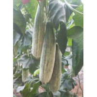 沈陽甜瓜育苗基地,羊角蜜,博洋9甜瓜苗