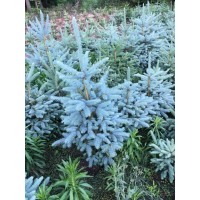 美國藍(lán)杉樹苗、克羅拉多美國藍(lán)杉樹苗