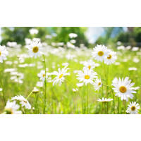 廣東博眾證券投資公司薦股服務(wù)騙人，忽悠交會員費推垃圾票！