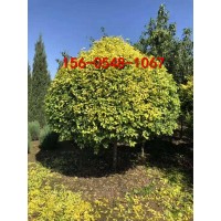 80公分金葉榆價格2米、2.5米、3米金葉榆球價格