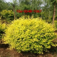 2米金葉榆球價格1.2米金葉榆球  冠幅150cm金葉榆球