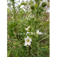 供應(yīng)林昱宏文冠果花